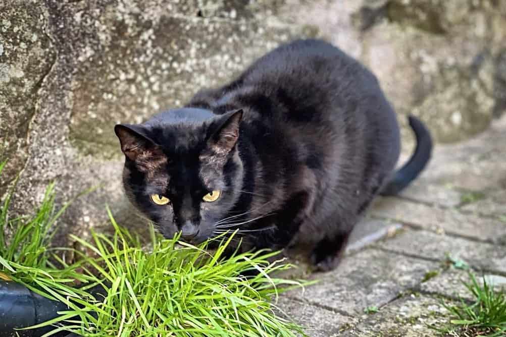 Close up of a melanistic Bengal cat outdoors
