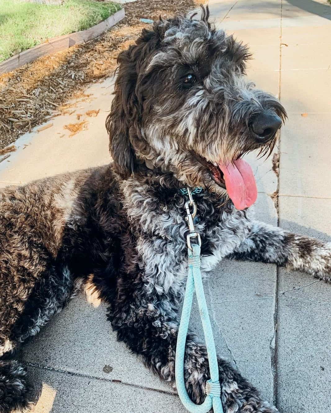 Merle Goldendoodle Info, Traits & FAQ (With Pictures)