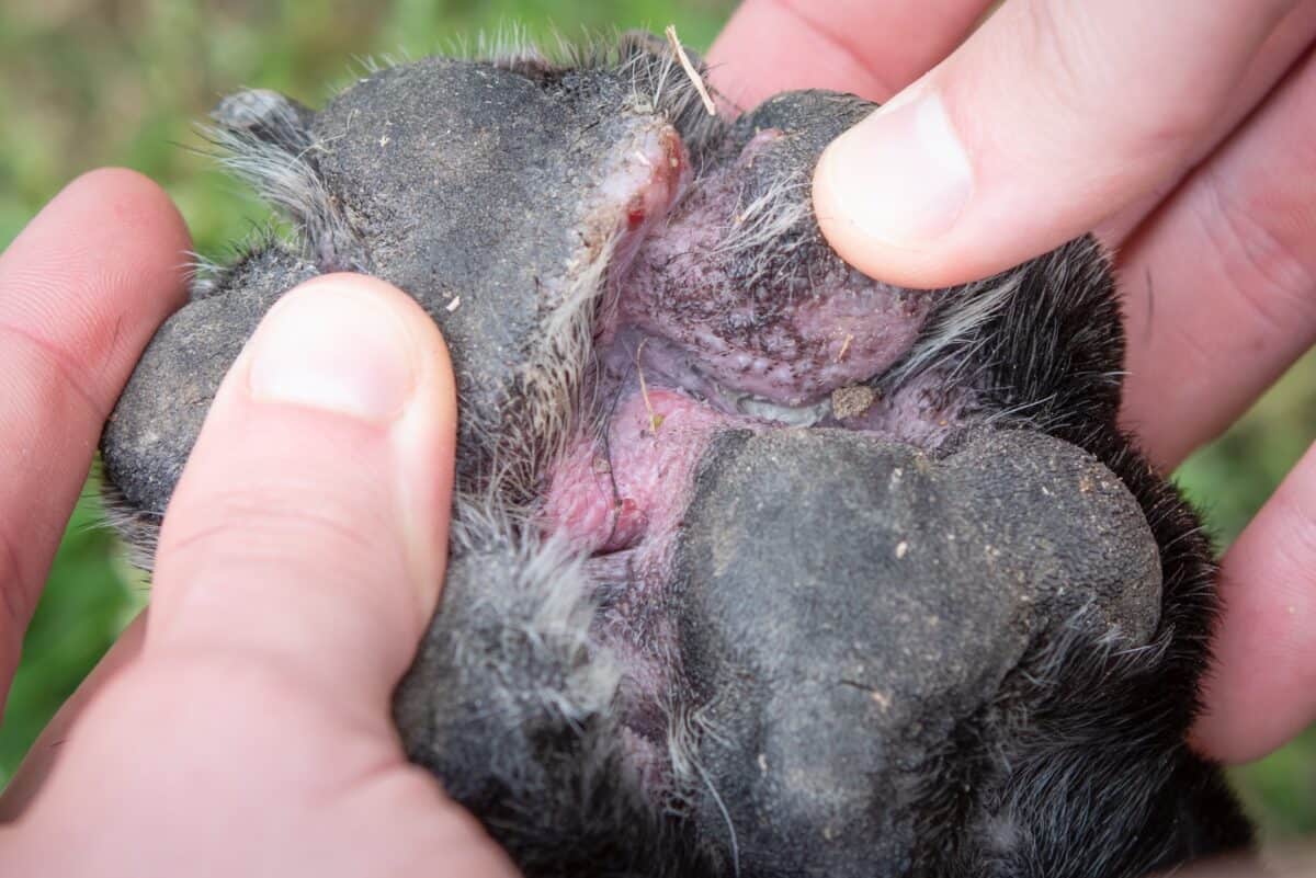Close up of red paw pads on dogs