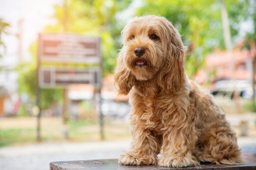 How Much to Feed a Cockapoo (Puppy & Adult Feeding Chart)