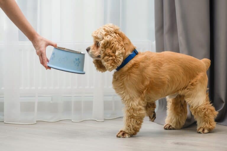 How Much to Feed a Cocker Spaniel (Feeding Chart & Guide)