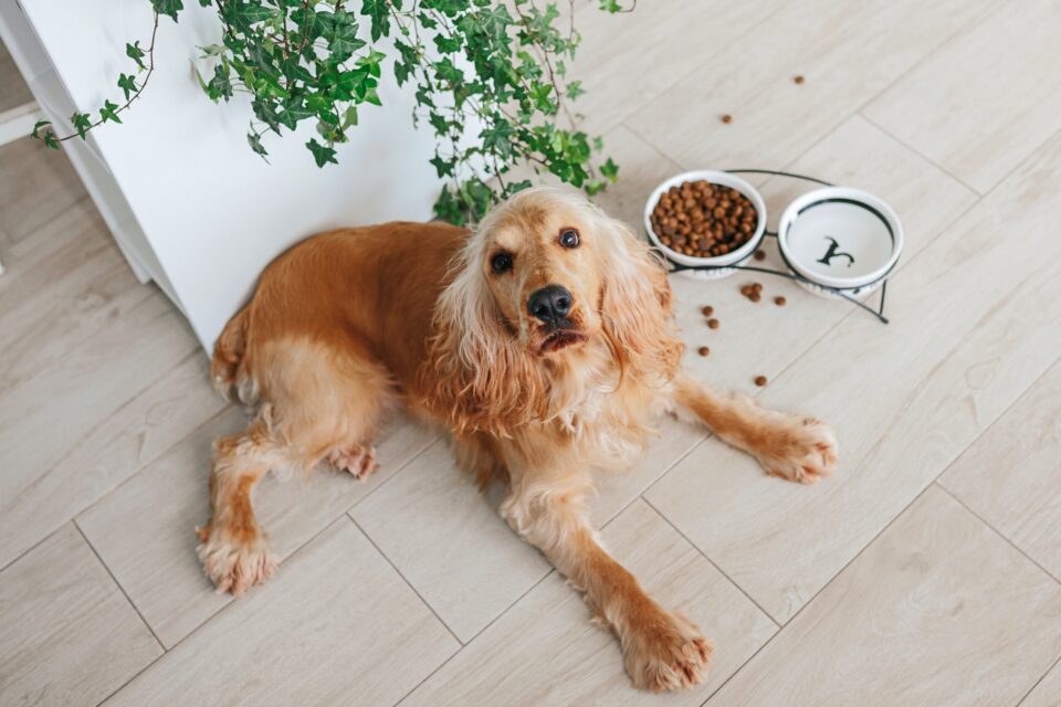 How Much to Feed a Cocker Spaniel (Feeding Chart & Guide)