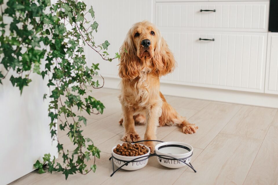 How Much to Feed a Cocker Spaniel (Feeding Chart & Guide)