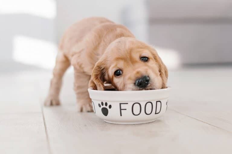 How Much to Feed a Cocker Spaniel (Feeding Chart & Guide)