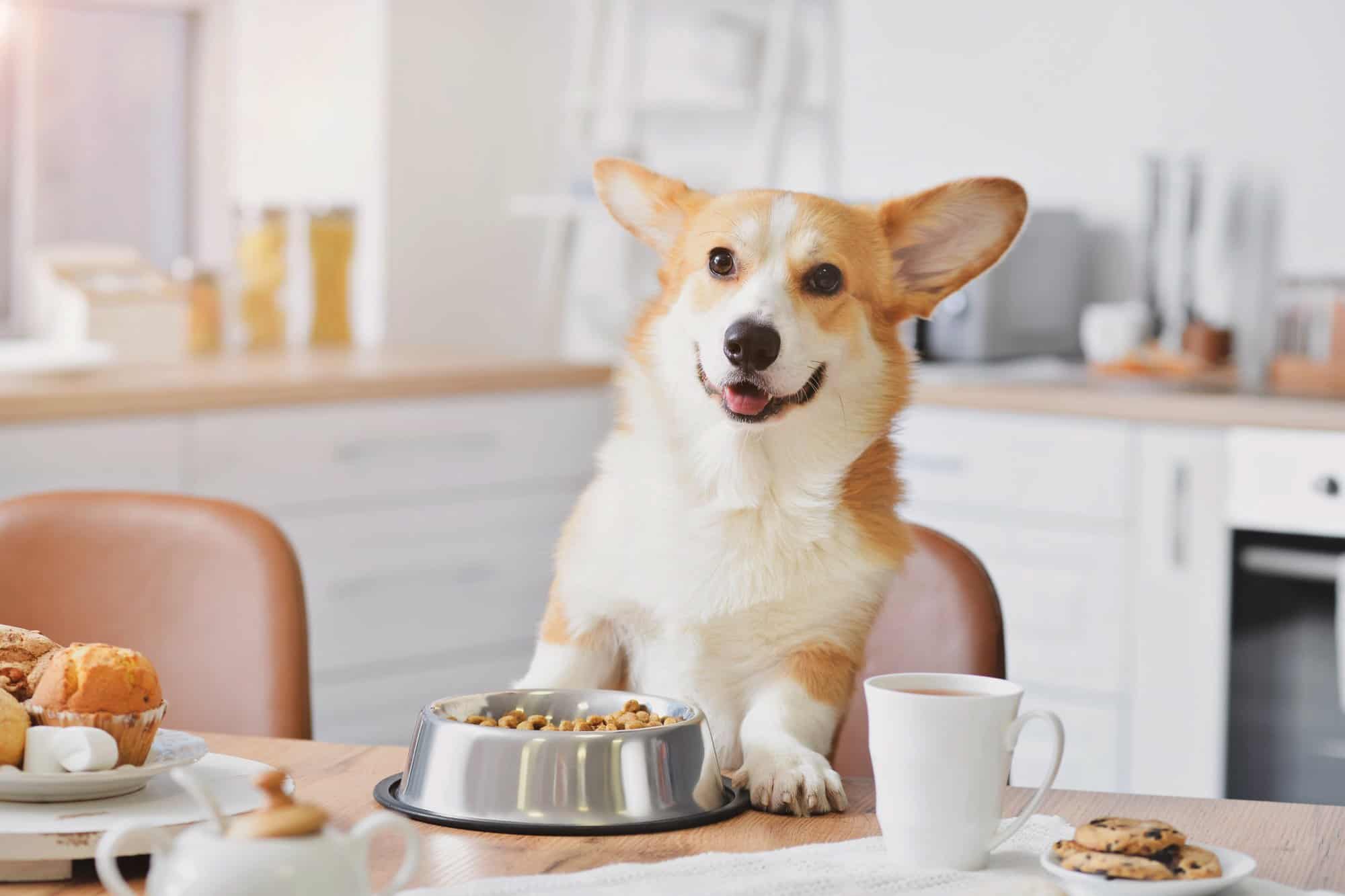 How Much to Feed a (Puppy & Adult Feeding Chart)