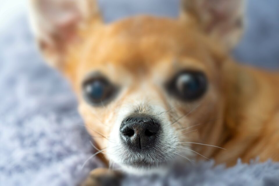 Crusty Dog Noses (Nasal Hyperkeratosis) Causes & Treatments