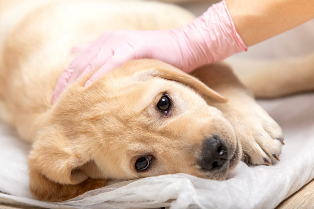 How to Cure Parvo at Home for Dogs (Without a Vet)