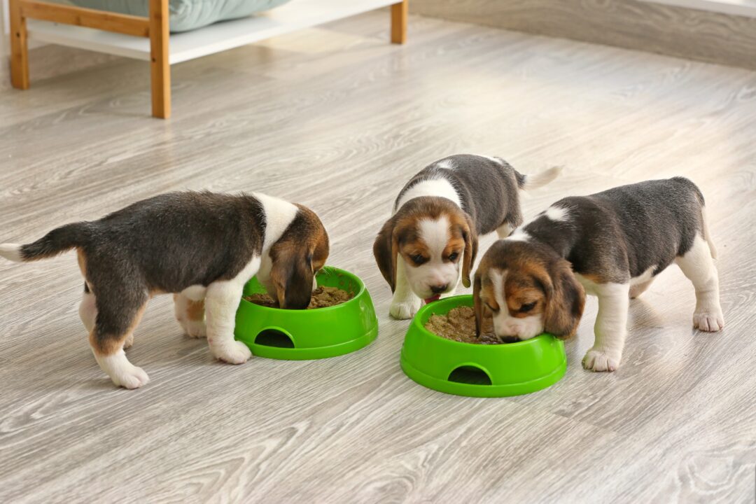 How Much to Feed a Beagle (Puppy & Adult Feeding Chart)