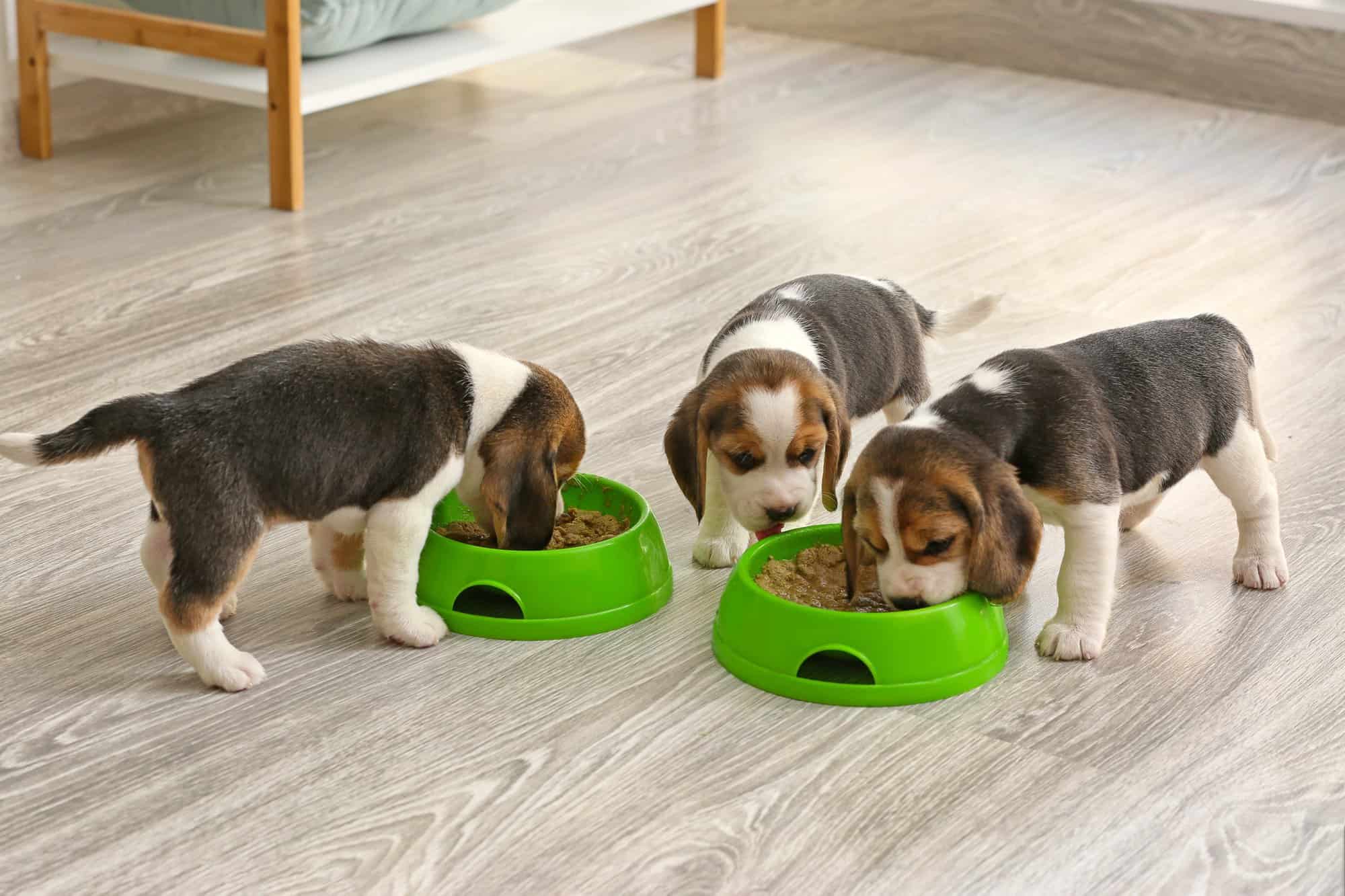 How Much to Feed a Beagle (Puppy & Adult Feeding Chart)