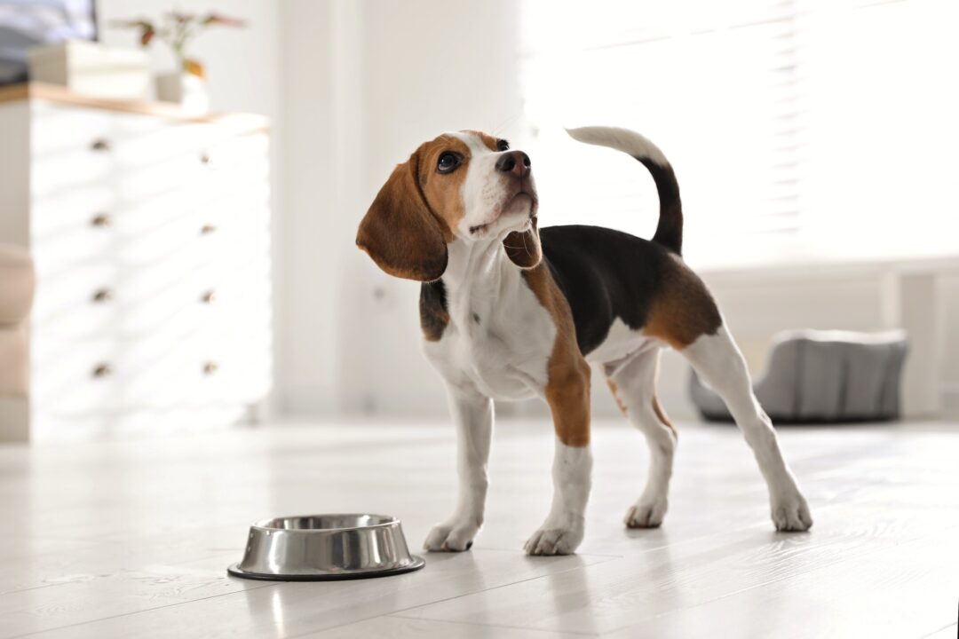 How Much to Feed a Beagle (Puppy & Adult Feeding Chart)