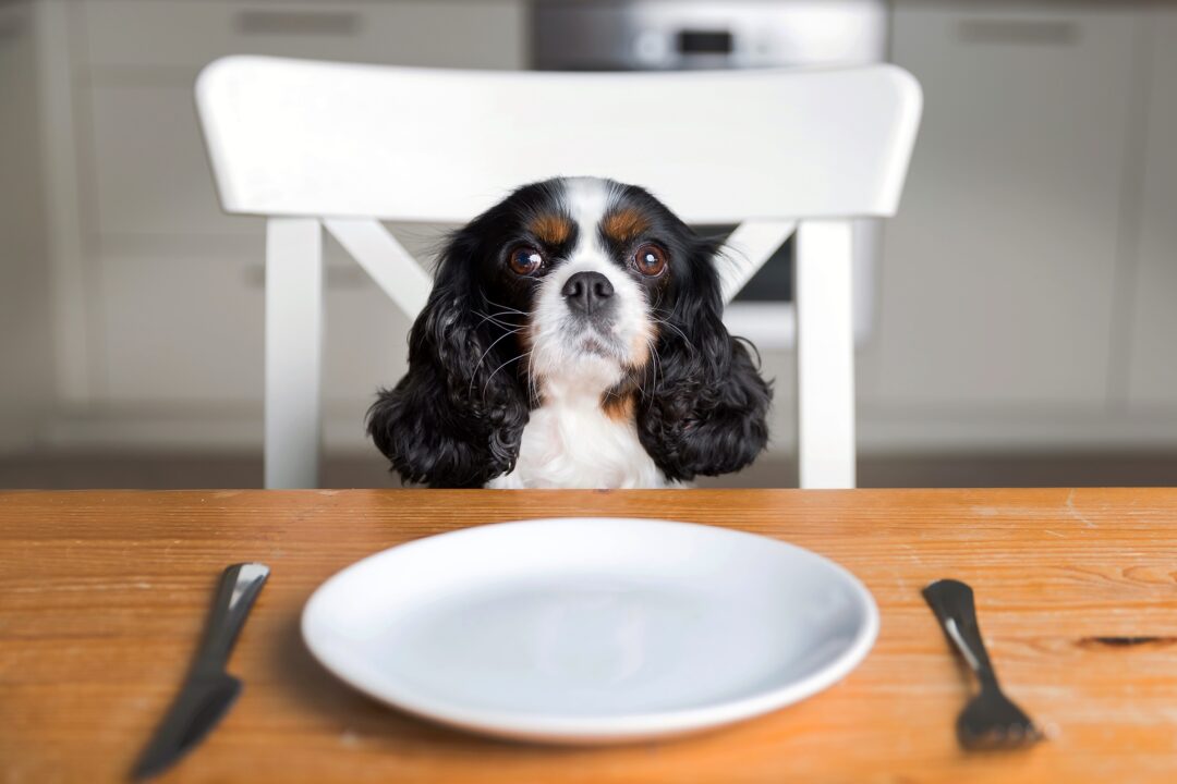 How Much to Feed a Cavalier King Charles Spaniel (Puppy & Adult Feeding