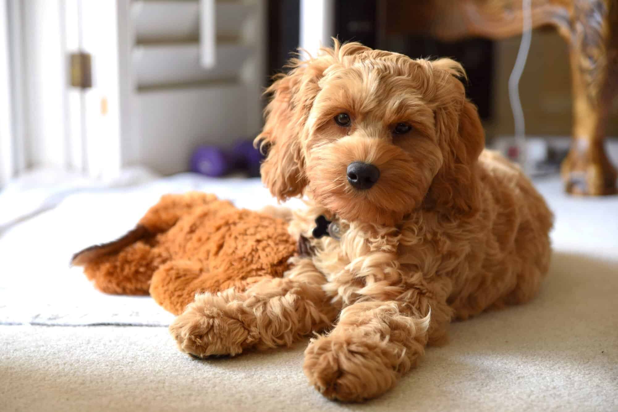 How Much to Feed a Cockapoo (Puppy & Adult Feeding Chart)