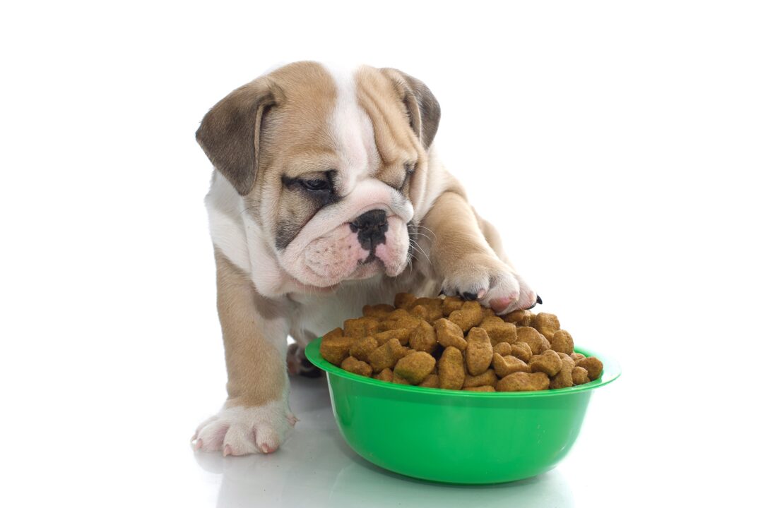 How Much to Feed a Bulldog (Puppy & Adult Feeding Chart)