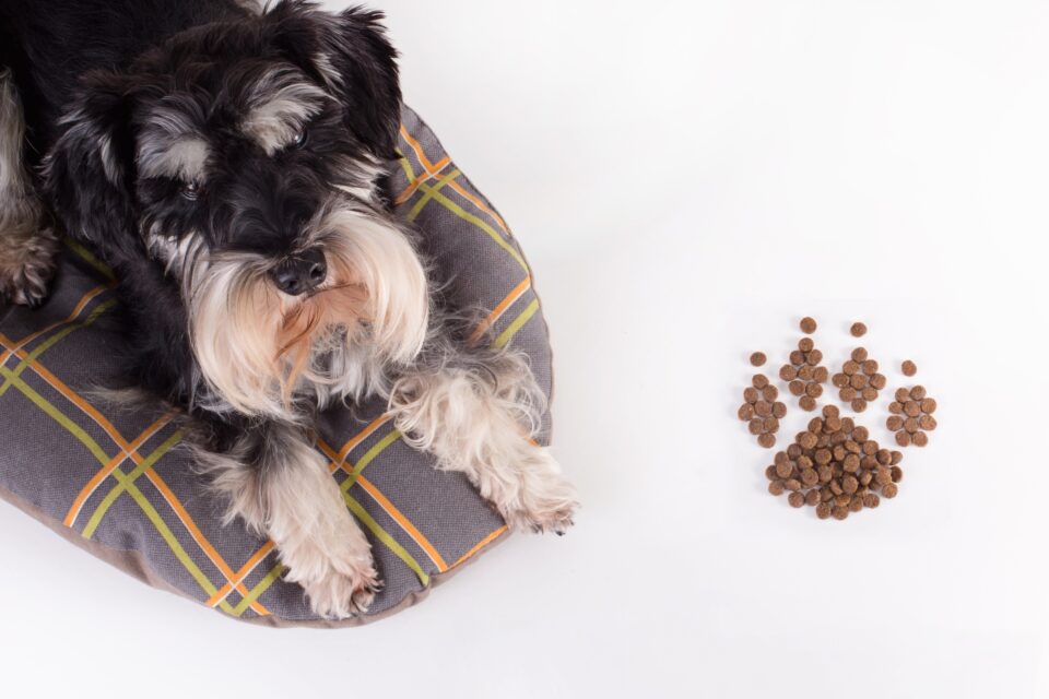 How Much to Feed a Miniature Schnauzer (Feeding Chart & Guide)