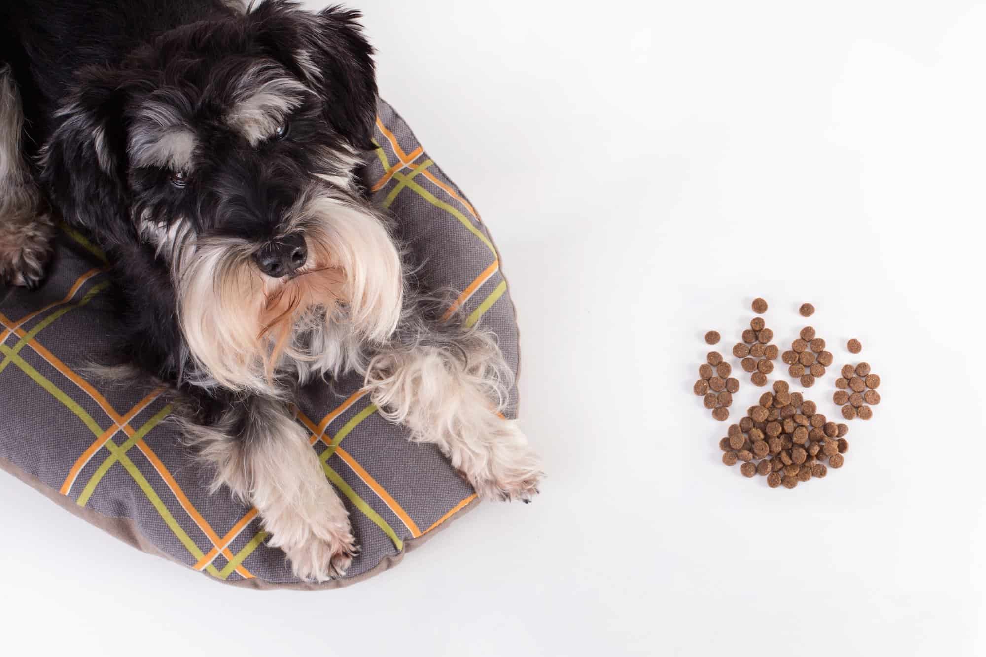 How Much to Feed a Miniature Schnauzer (Feeding Chart & Guide)
