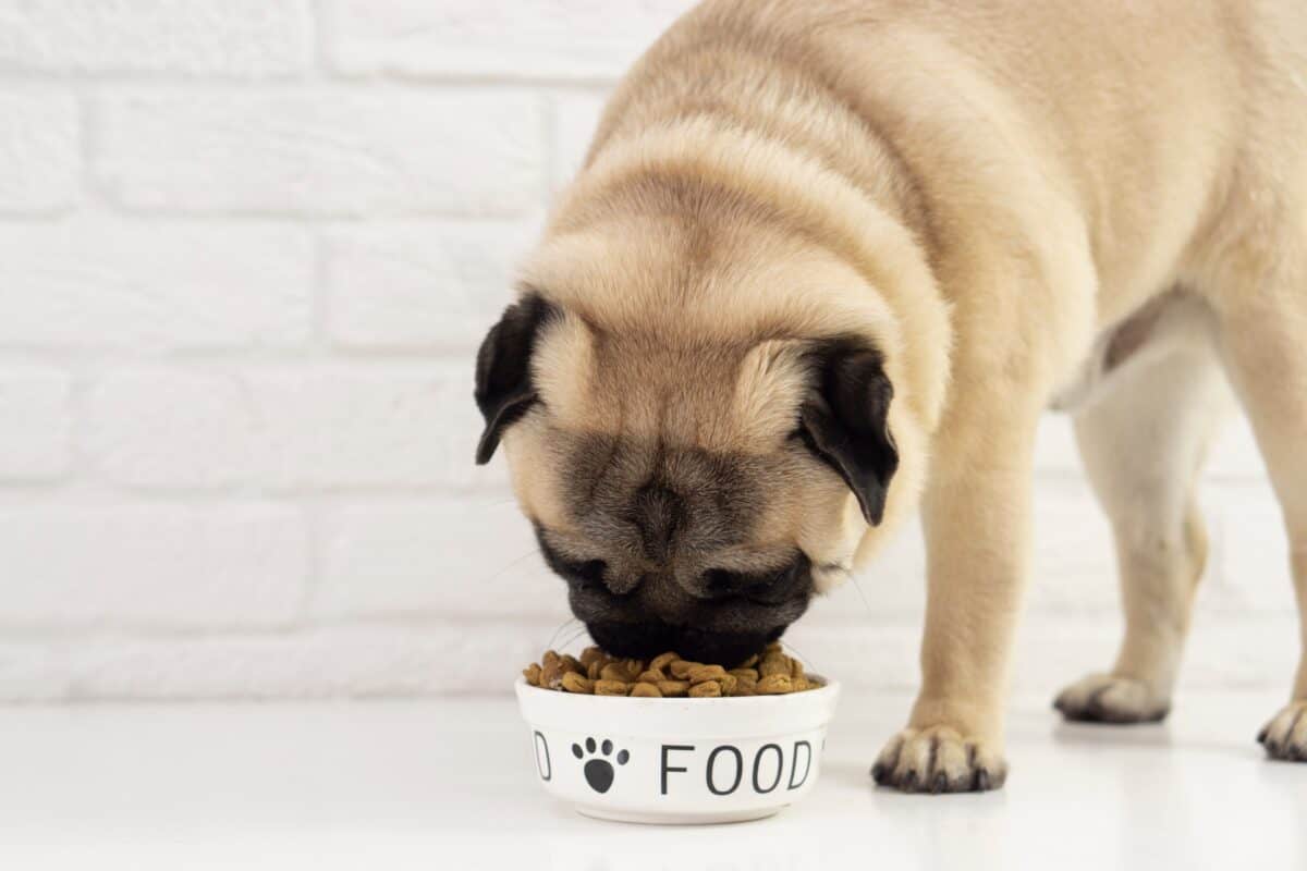 Cute Pug dog eating dog food from bowl on white home background