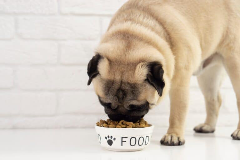 How Much to Feed a Pug (Puppy & Adult Feeding Chart)