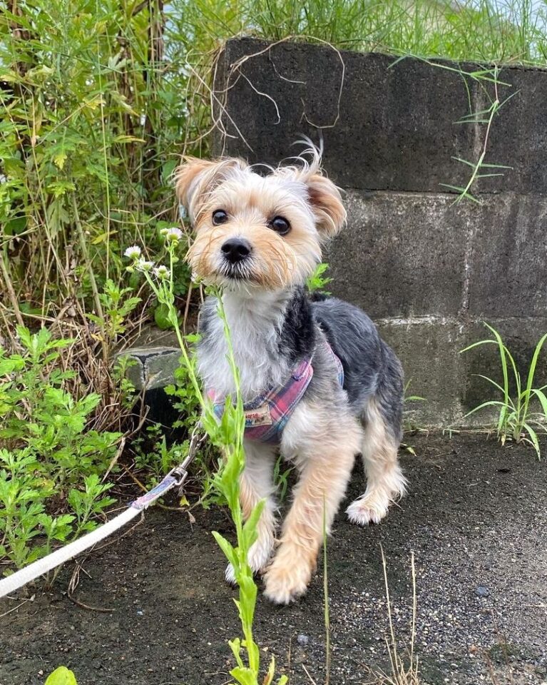 Maltese Terrier Mix Info, Pictures, Facts, Traits, FAQs & More