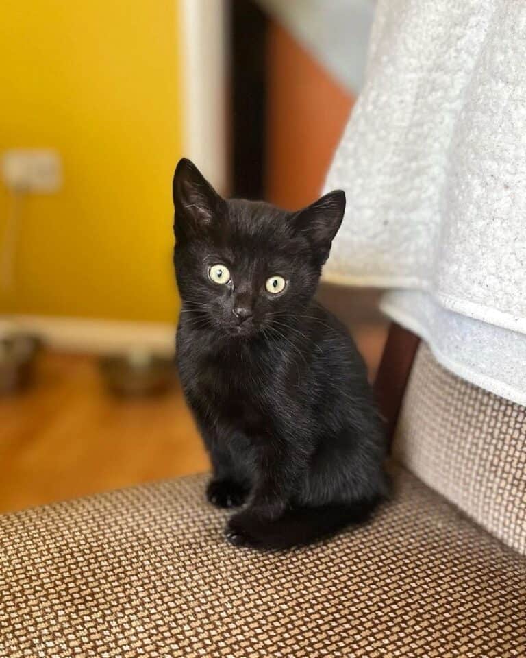 Black Bengal Cat Facts About the Melanistic Bengal (With Pictures)