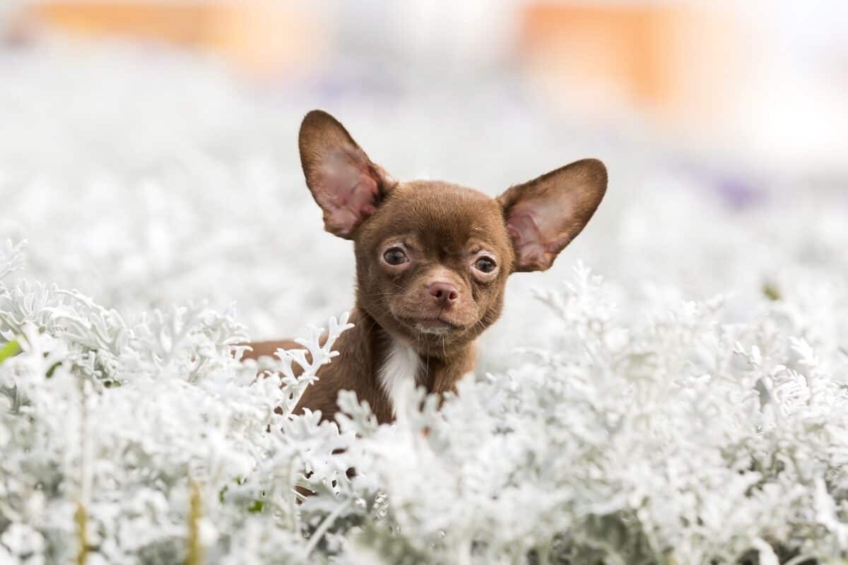 Cute brown Chihuahua in white flowers