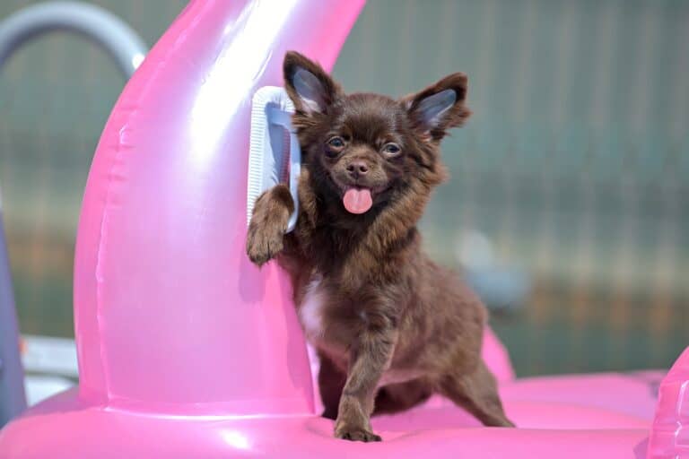 Image showcasing Brown Chihuahua: Facts, Traits, Genetics & FAQs (With Pictures)