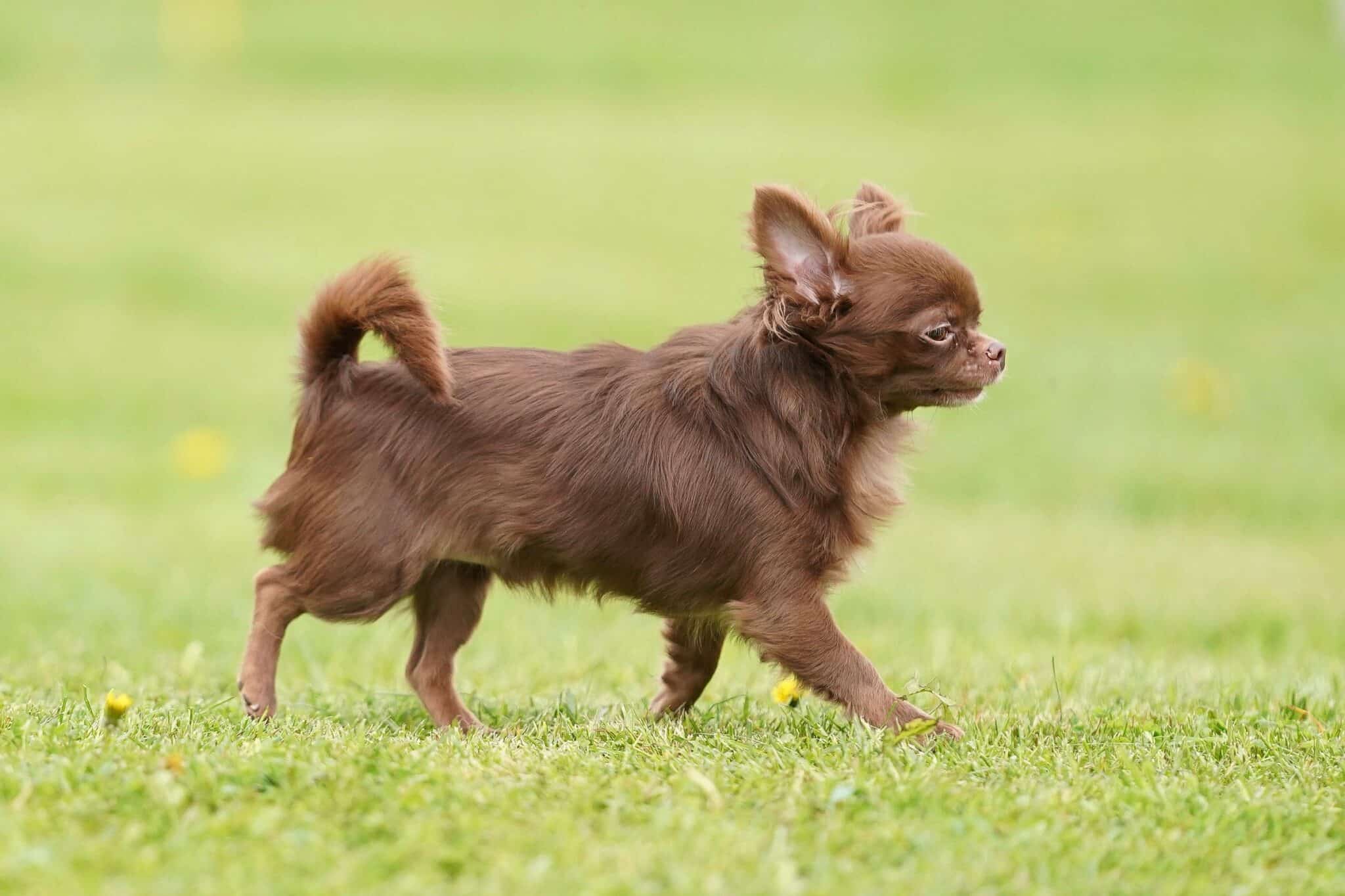 Brown Chihuahua Facts, Traits, & FAQs (With Pictures)
