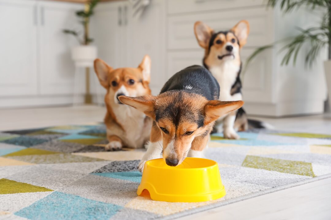 How Much to Feed a (Puppy & Adult Feeding Chart)