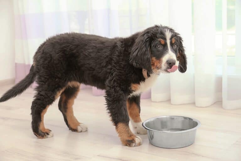 How Much to Feed a Bernese Mountain Dog (Puppy & Adult Feeding Chart)
