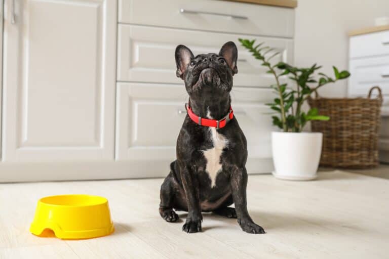 How Much to Feed a Boston Terrier (Feeding Chart & Guide)