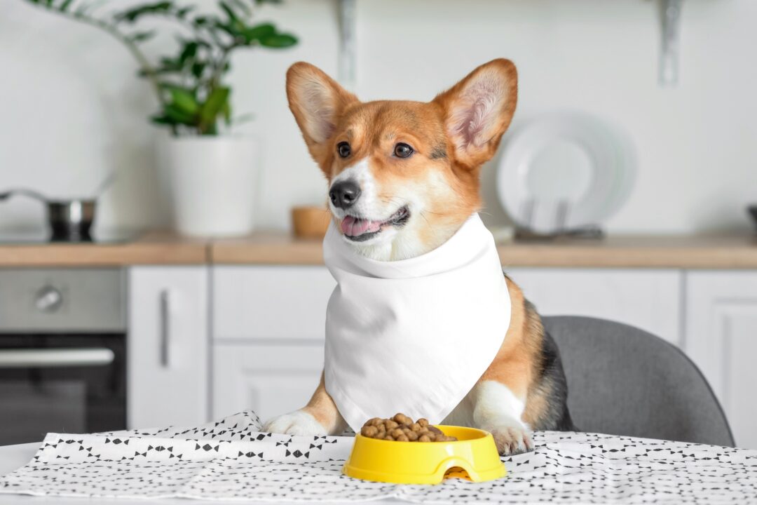 How Much to Feed a (Puppy & Adult Feeding Chart)