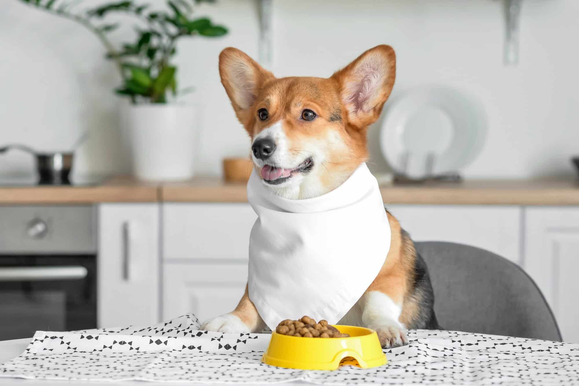 How Much to Feed a Corgi (Puppy & Adult Feeding Chart)