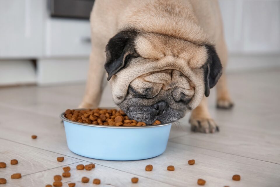 How Much to Feed a Pug (Puppy & Adult Feeding Chart)