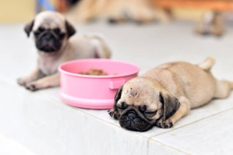 How Much to Feed a Pug (Puppy & Adult Feeding Chart)