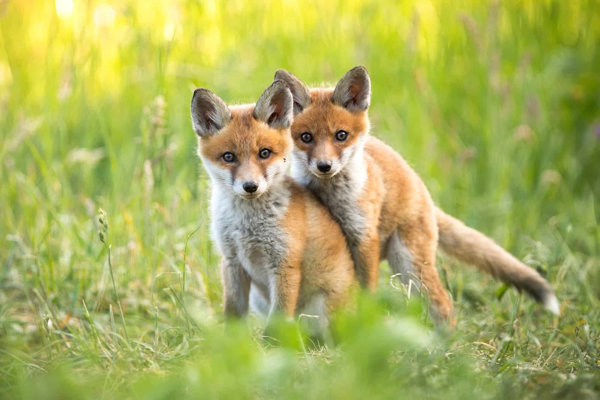 What Is a Baby Fox Called? — Baby Fox Name, Facts & Pictures