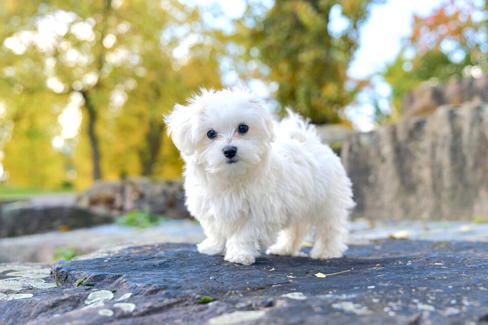 Teacup Maltese A Complete Guide to This Miniature Pooch