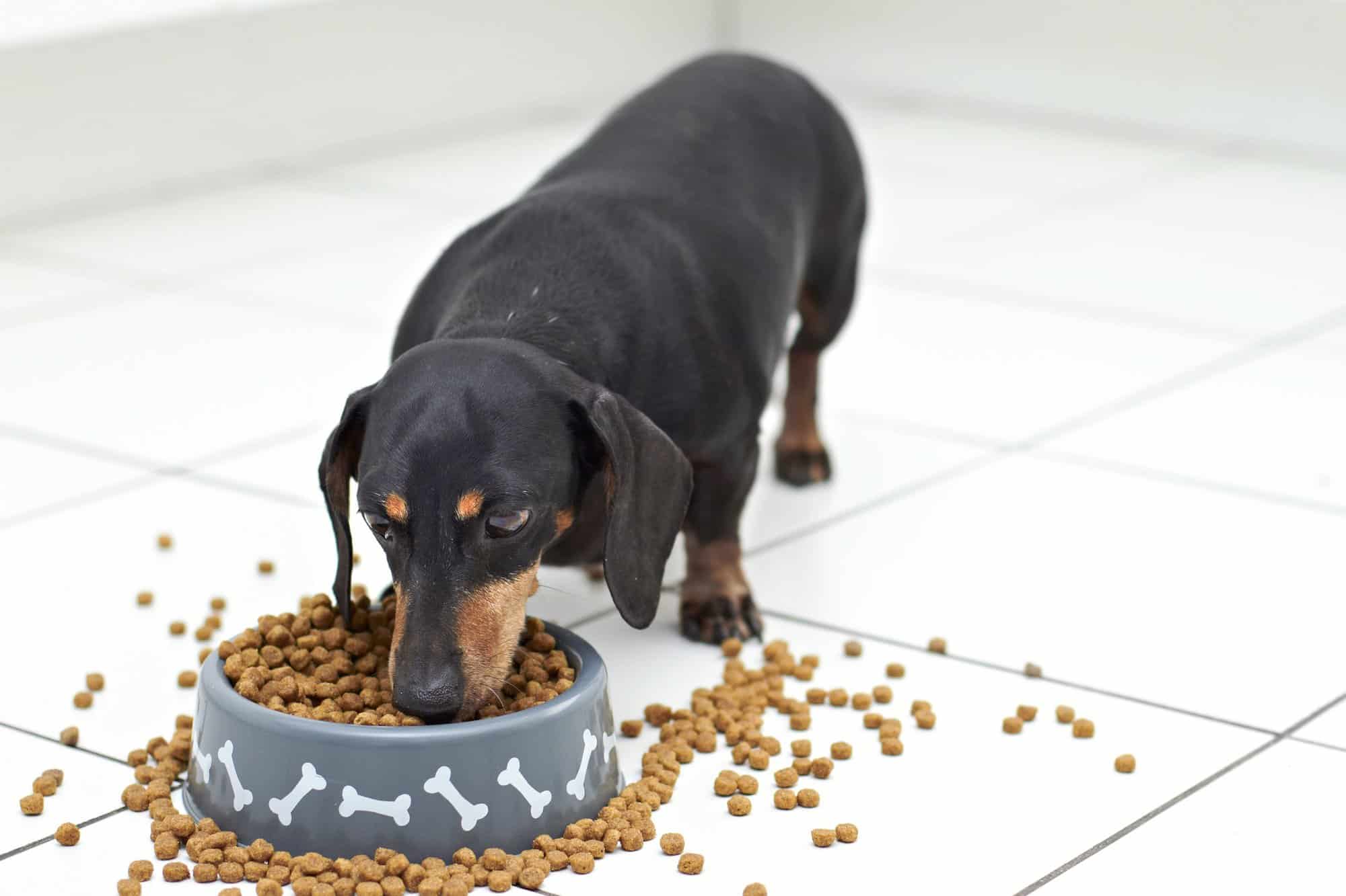How Much to Feed a Dachshund (Puppy & Adult Feeding Chart)