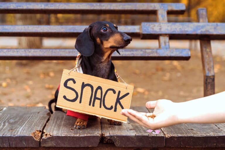 How Much to Feed a Dachshund (Puppy & Adult Feeding Chart)
