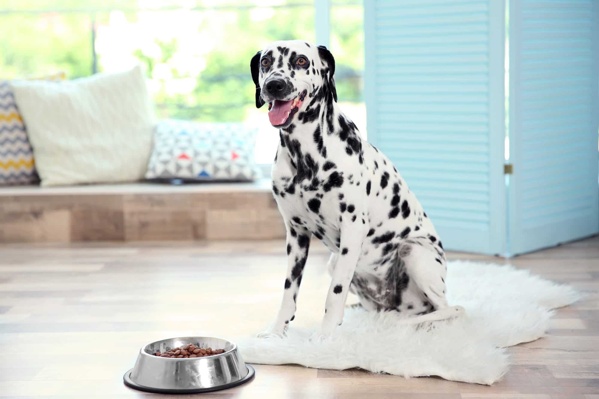 How Much to Feed a Dalmatian (Puppy & Adult Feeding Chart)