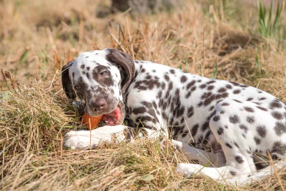 Dalmatian puppy eating carrot outdoors