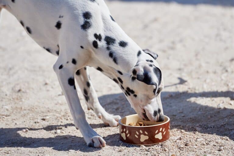 How Much to Feed a Dalmatian (Puppy & Adult Feeding Chart)