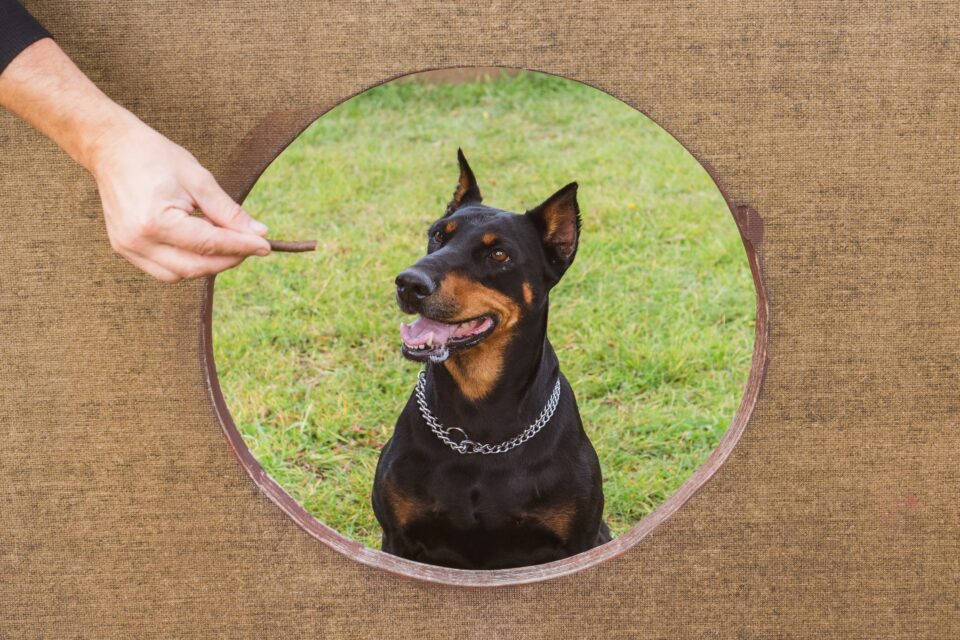 How Much to Feed a Doberman (Puppy & Adult Feeding Chart)