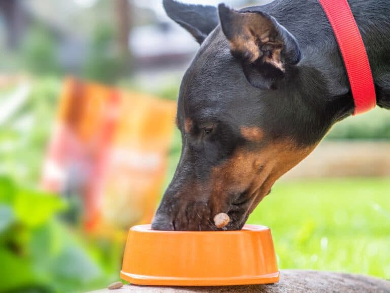 How Much to Feed a Doberman (Puppy & Adult Feeding Chart)