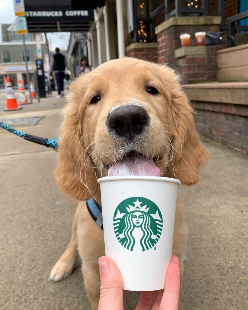 What Is a Starbucks Puppuccino? Cost, Ingredients & FAQs