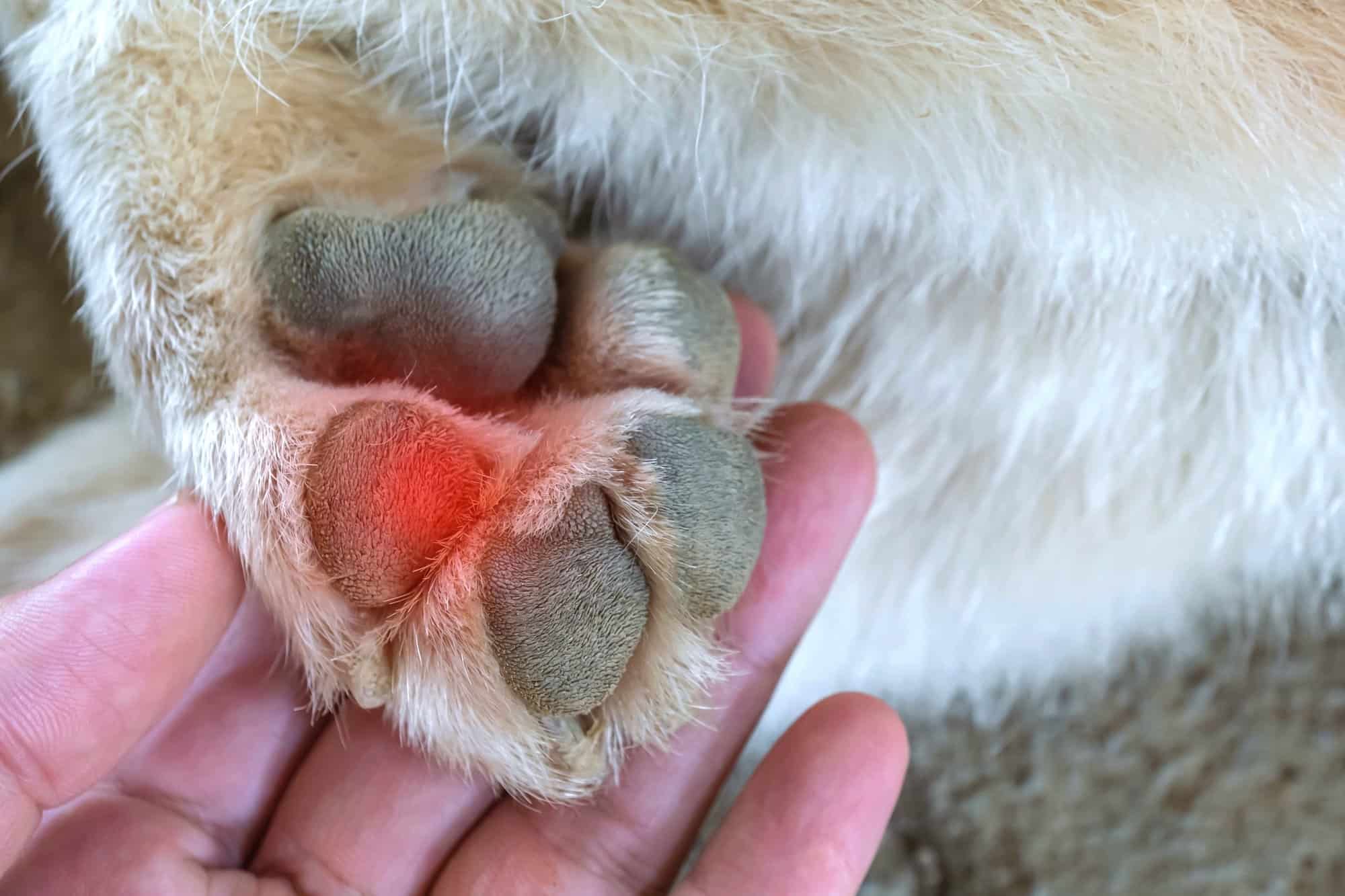 Red Paws on Dogs Causes and Treatments (With FAQs)