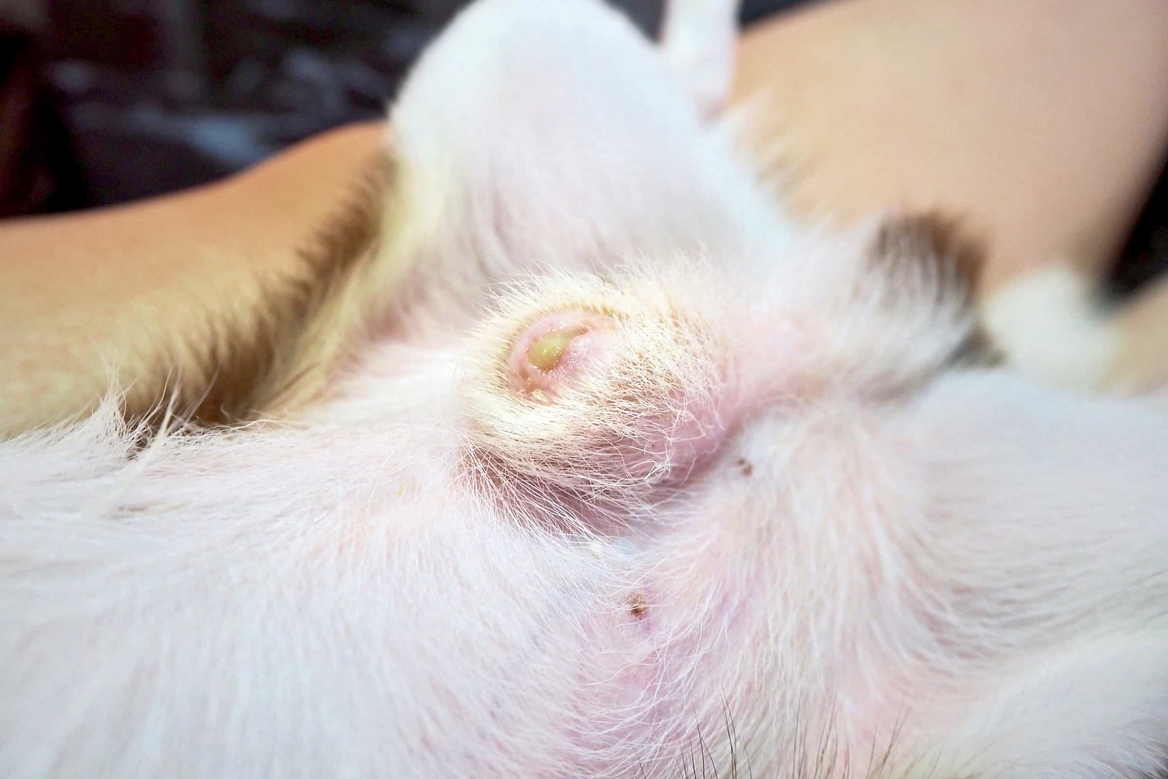 Why Does My Dog Have Discharge After Peeing