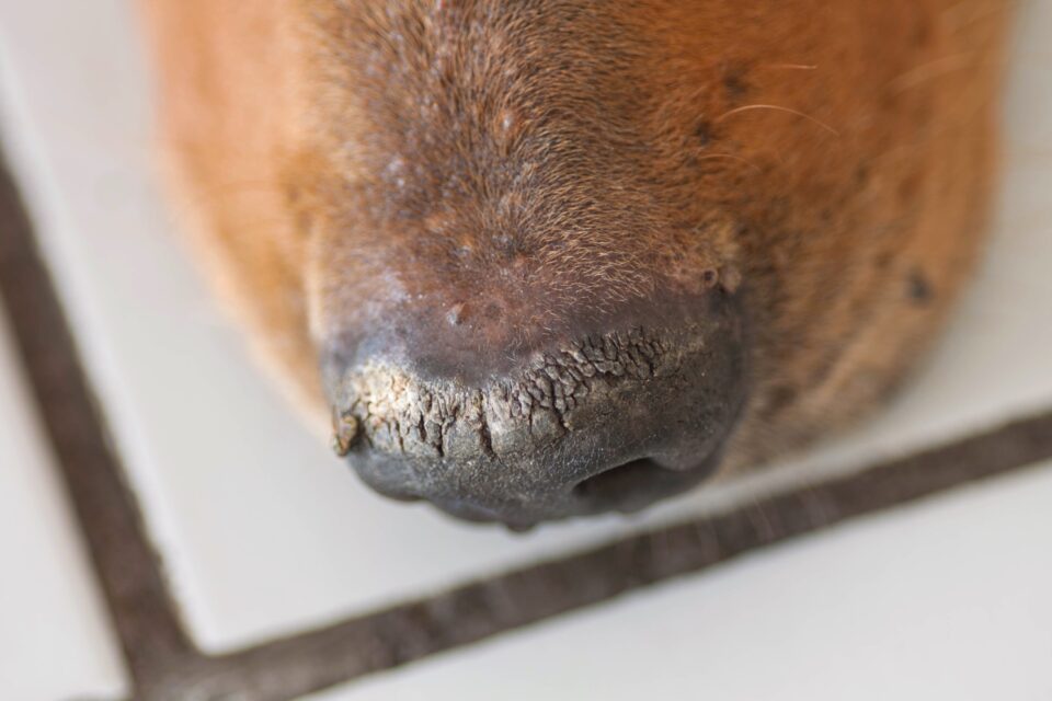 Crusty Dog Noses (Nasal Hyperkeratosis) Causes & Treatments
