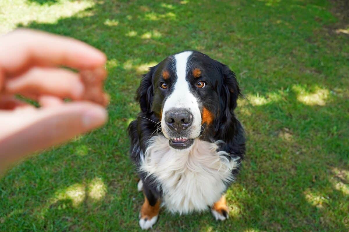 Feeding Bernese Mountain Dog dog food