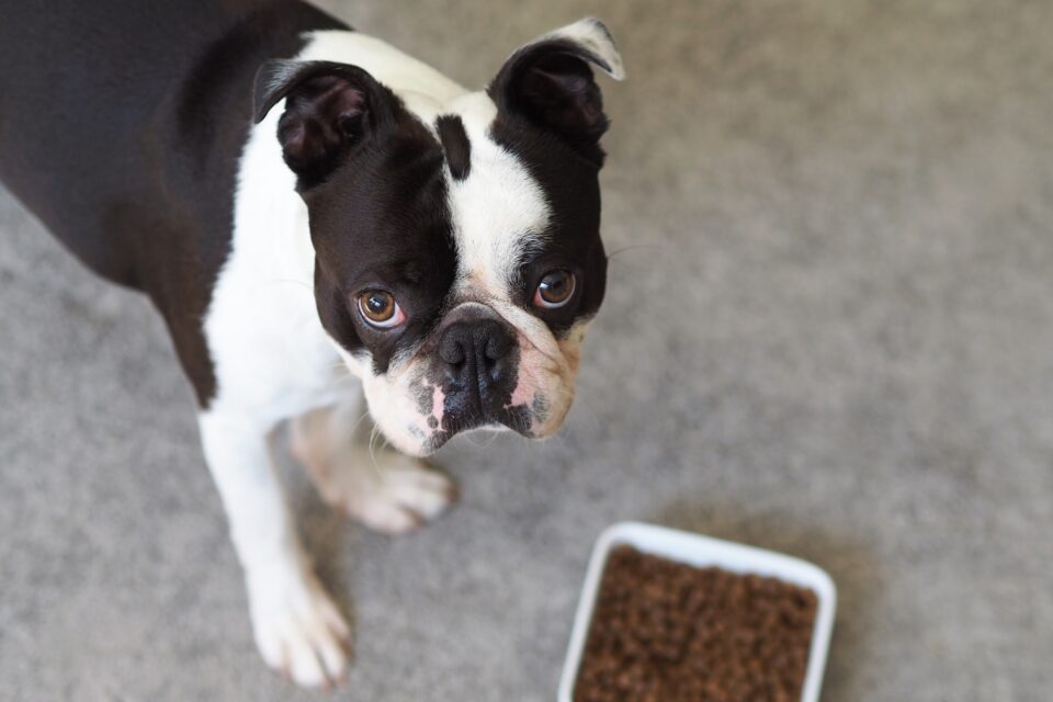 How Much to Feed a Boston Terrier (Feeding Chart & Guide)