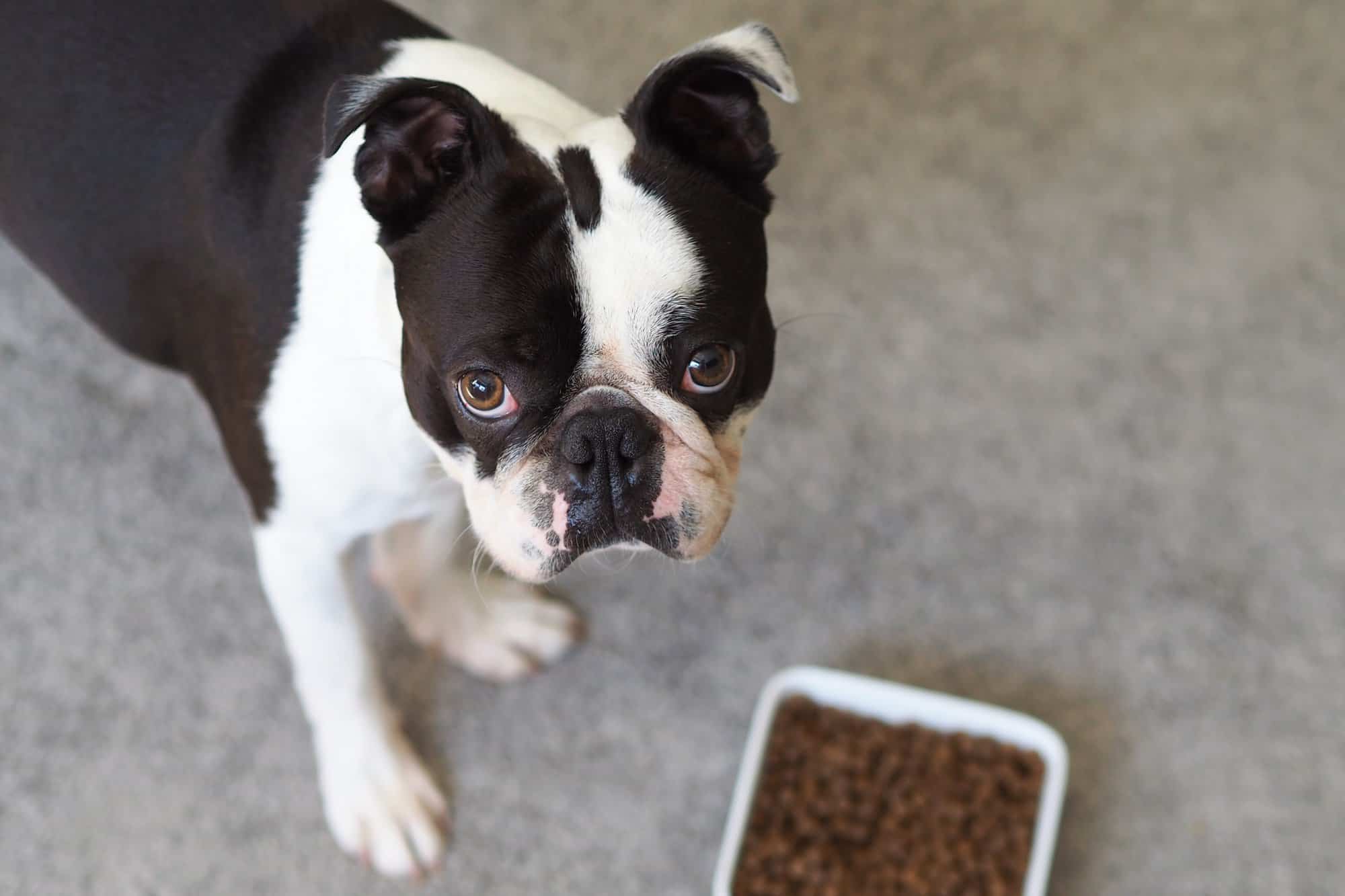 How Much to Feed a Boston Terrier (Feeding Chart & Guide)