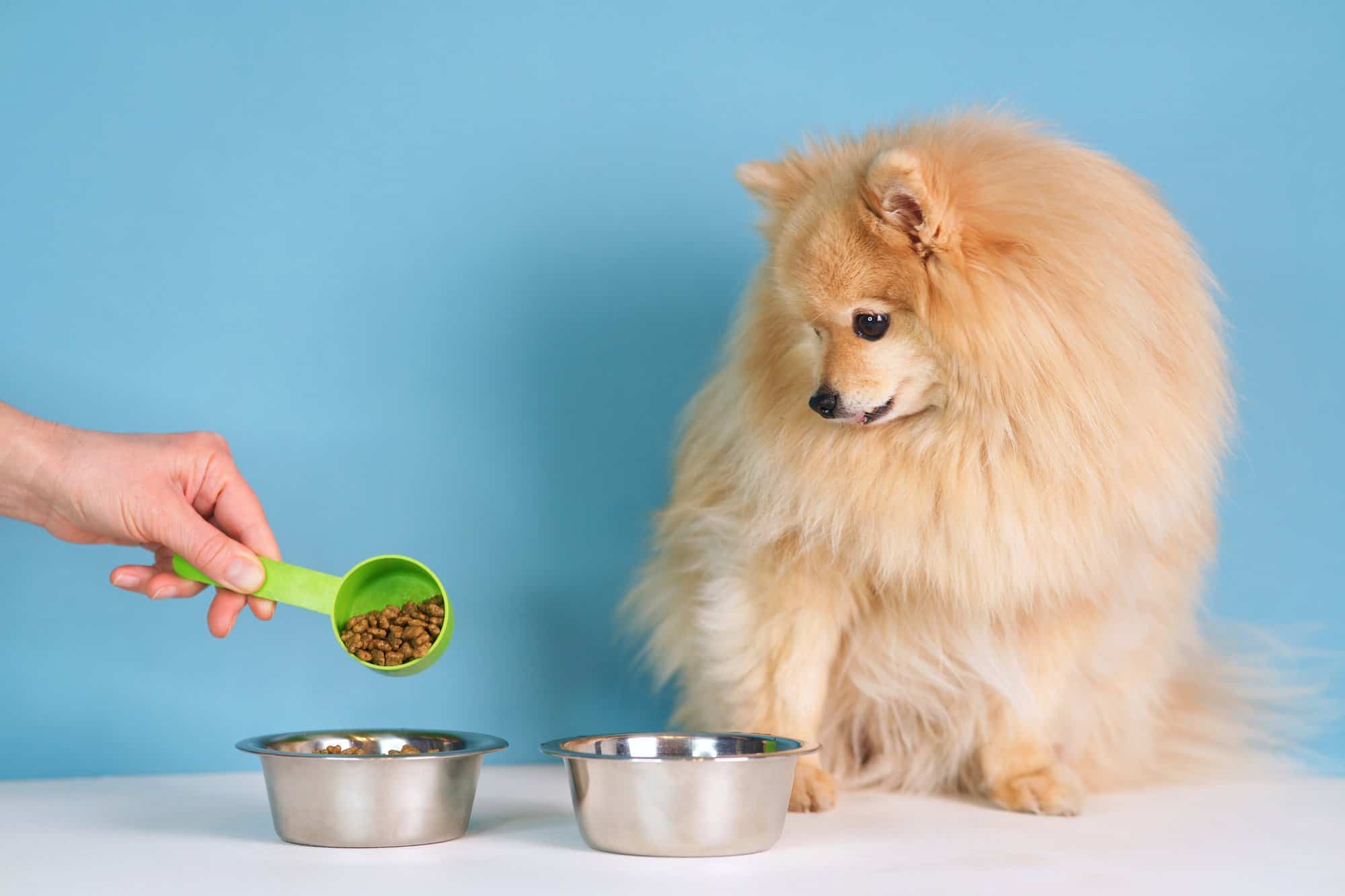 How Much to Feed a Pomeranian (Puppy & Adult Feeding Chart)